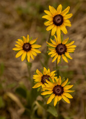Five Sun Flowers Bunched Together