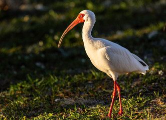 An American white ibis, in the nature of Florida., sunset light