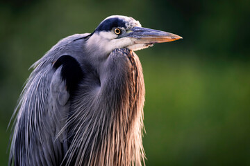  portrait of a blue heron in the light of the rising sun, blurred natural green background