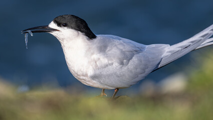 black fronted tern