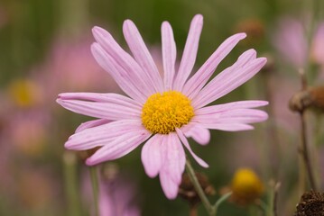 Fototapeta premium Plant list 2025 - Chrysanthemum hybrid Clara Curtis
