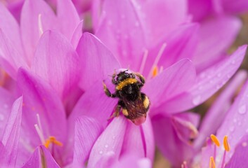 Plant list 2025 - Colchicum byzantinum with bumblebee