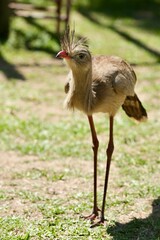 Com seu olhar atento e postura elegante, a seriema representa a beleza indomável do Cerrado brasileiro. Uma ave icônica, símbolo da liberdade e da força da natureza selvagem sob a luz do sol.