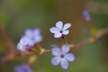 Plant list 2025 - Blue Wildflower Close-up