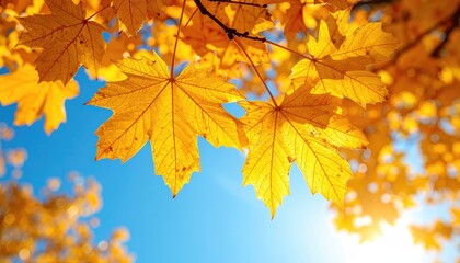 Obraz premium Sunlit Golden Maple Leaves Against a Clear Blue Sky in Autumn