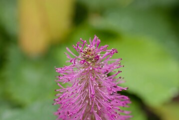 Plant list 2025 - Sanguisorba hakusanensis Lilac Squirrel(Korean Burnet)