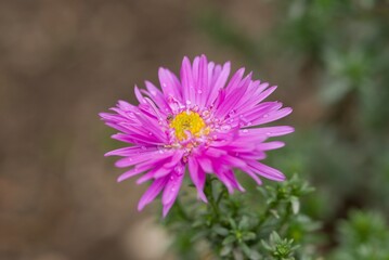 Fototapeta premium Plant list 2025 - Hybrid Aster, Violet Autumn Blossom
