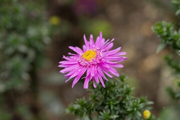 Plant list 2025 - Hybrid Aster, Violet Autumn Blossom