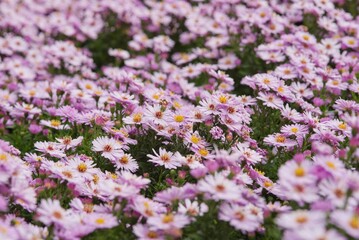 Plant list 2025 - Field of Purple Asters