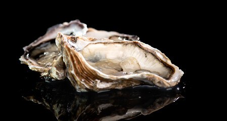 Fresh Oysters close up isolated on black background, open french oysters. Healthy sea food. Oyster dinner in restaurant. Gourmet food, delicatessen 