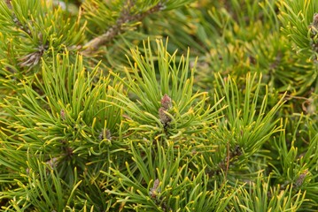 Plant list 2025 - Pinus mugo, Carstens Winter Gold (Dwarf Mountain Pine)