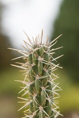 Plant list 2025 - Cylindropuntia imbricata (Tree Cholla)