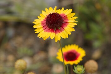 Plant list 2025 - Gaillardia aristata (Blanket Flower)