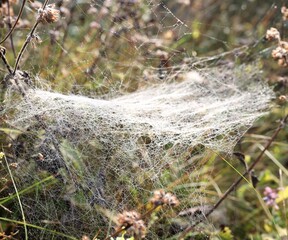 Empty cobweb on plant in meadow, closeup