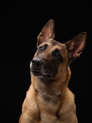 A malinois turns head right in soft dramatic lighting with focused expression and dark contrast.