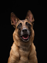 A Belgian Malinois looks forward with focus and alertness, sitting against a solid black backdrop in a professional studio.