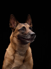 A dog turns slightly, tongue relaxed, creating a candid joyful moment in front of black backdrop.