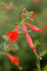 Plant list 2025 - Zauschneria californica (California fuchsia)