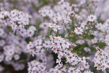 Plant list 2025 - Symphyotrichum ericoides (White heath aster)
