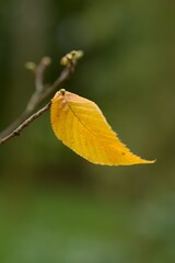 Plant list 2025 - Ostrya virginiana (American hop-hornbeam)
