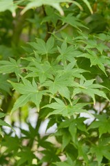 Plant list 2025 - Acer palmatum (Japanese maple)