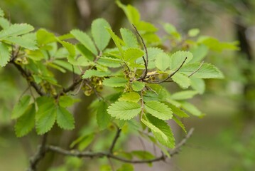 Plant list 2025 - Hemiptelea davidii (Davids Tree-elm)
