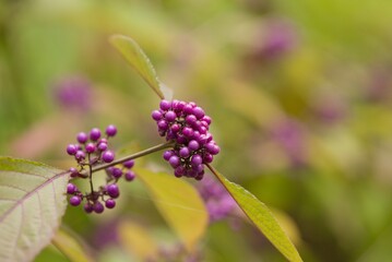 Plant list 2025 - Callicarpa bodinieri (Bodiniers Beautyberry, Profusion)
