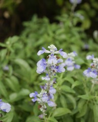 ブルーサルビア（サルビア・ファリナセア）