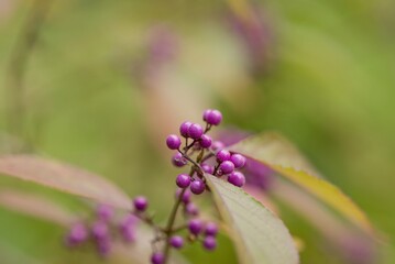 Plant list 2025 - Callicarpa bodinieri (Bodiniers Beautyberry, Profusion)