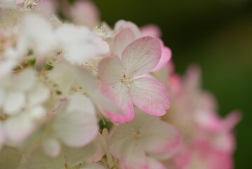 Plant list 2025 - Hydrangea paniculata (Panicle Hydrangea)