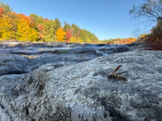 Parc de La Rivière-du-Nord , The Rivière-du-Nord or The River of the North Park in autumn