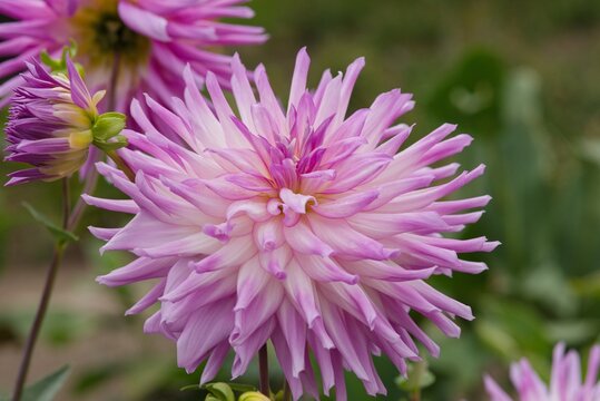 Plant list 2025 - Dahlia hybr. (Mingus Randy)