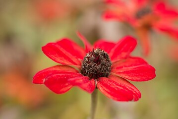 Plant list 2025 - Zinnia elegans (Red Zinnia)