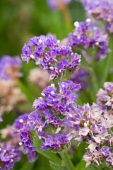 Fototapeta premium Plant list 2025 - Linaria maroccana (Fairy Bouquet)