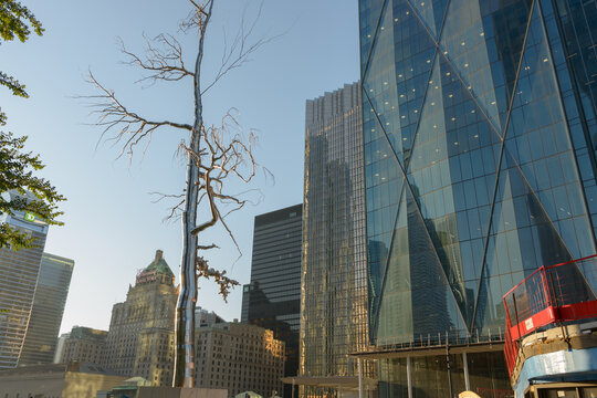 stainless steel tree sculpture called "New Amalgam" by Roxy Paine at CIBC Square Elevated Park, Toronto
