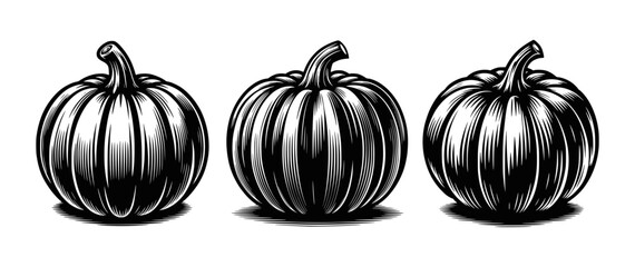 Three Pumpkins Vintage Engraving
