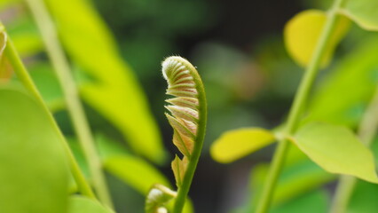 Delicate fern fiddlehead unfurls slowly, symbolizing fresh natural growth