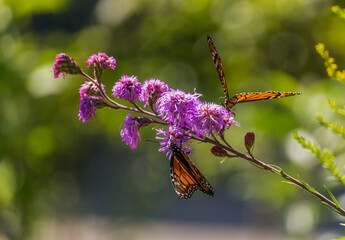 Beautiful Monarch butterfly on Purple wildflower