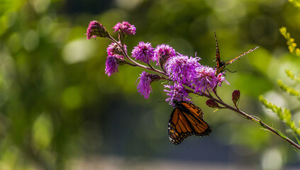 Beautiful Monarch butterfly on Purple wildflower