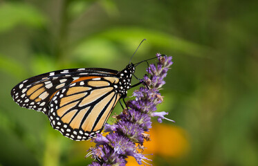 Beautiful Monarch butterfly on Purple wildflower