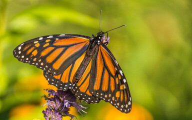 Beautiful Monarch butterfly on Purple wildflower