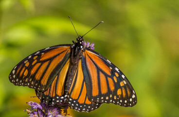 Beautiful Monarch butterfly on Purple wildflower