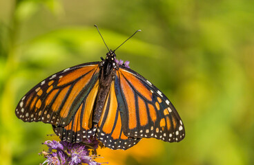 Beautiful Monarch butterfly on Purple wildflower