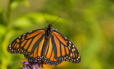 Beautiful Monarch butterfly on Purple wildflower