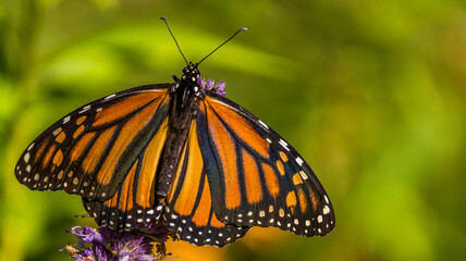 Beautiful Monarch butterfly on Purple wildflower