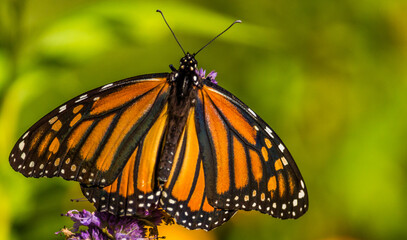 Beautiful Monarch butterfly on Purple wildflower