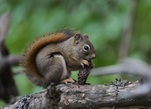 Douglas Squirrel (Tamiasciurus douglasii) eating a Sitka Spruce cone
