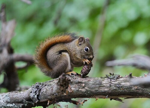 Douglas Squirrel (Tamiasciurus douglasii) eating a Sitka Spruce cone
