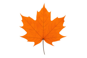 Obraz premium Orange maple leaf showing fall season colors on transparent background