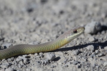 Western Yellow-bellied Racer (Coluber constrictor mormon) in Oakley, Idaho